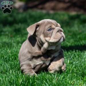 Indigo Pearl, English Bulldog Puppy